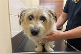 A dog being assessed at the vet, close up of dog's face