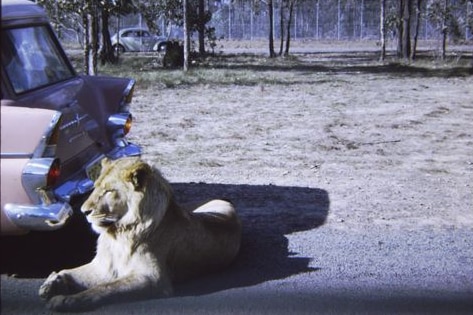 A lion laying on the ground behind a parked classic car.