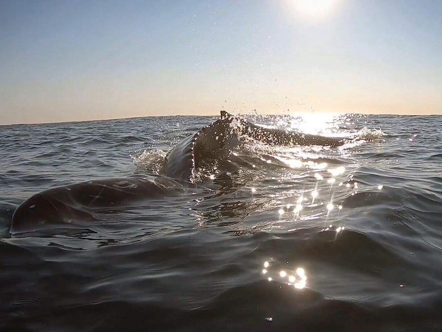 A whale up close in the middle of the ocean on a sunny day