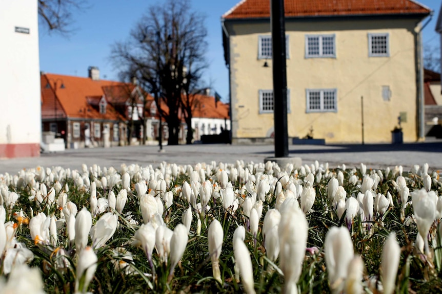 White flowers in the foreground in a square with buildings blurred in the background.