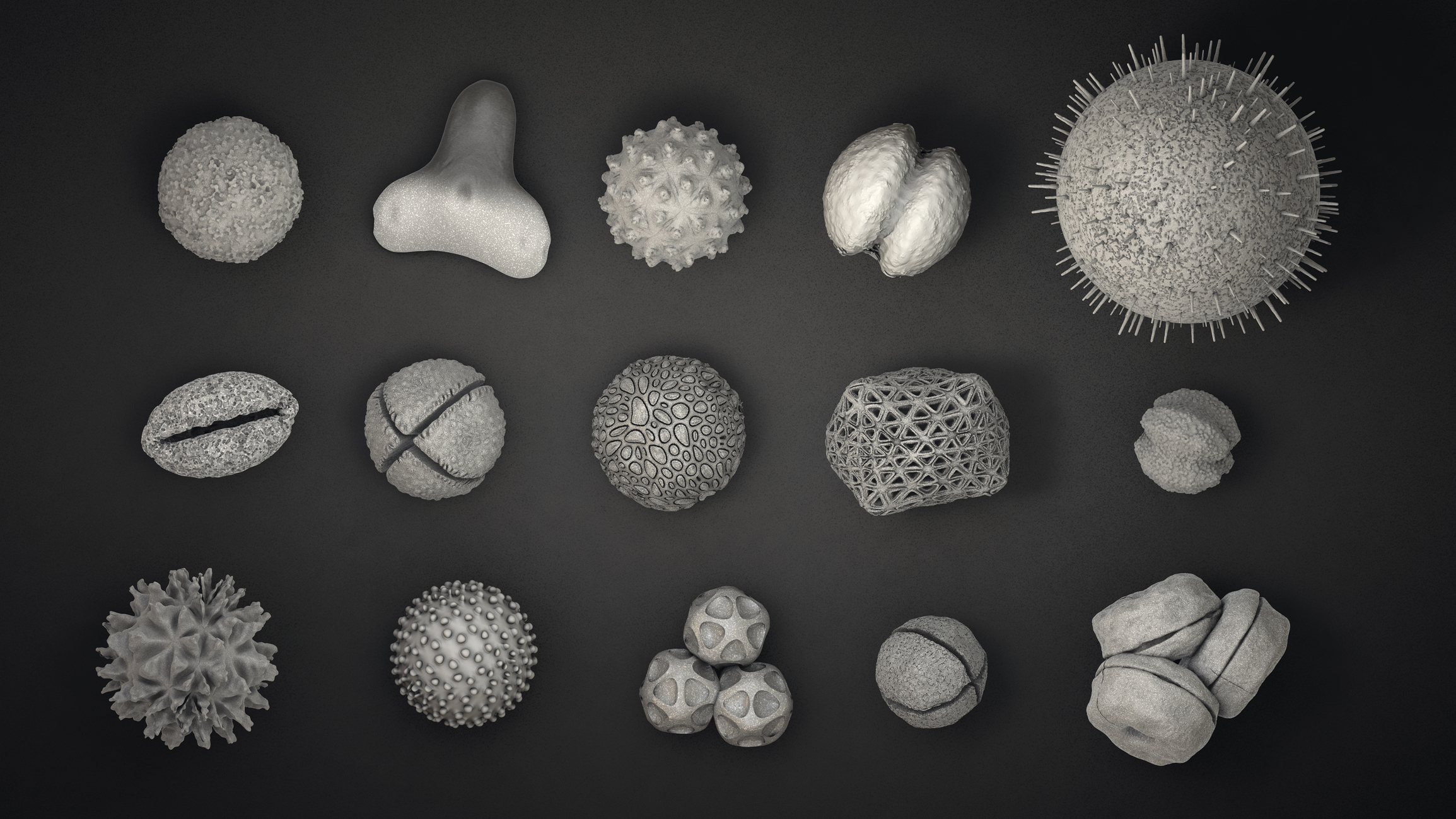 Black and while illustration of pollen grains of different shapes and sizes. Some are spiky, others are smooth and round