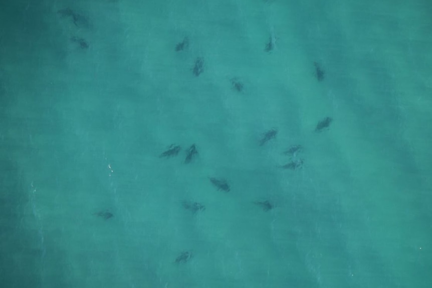 An aerial view of dozens of sharks in the water.