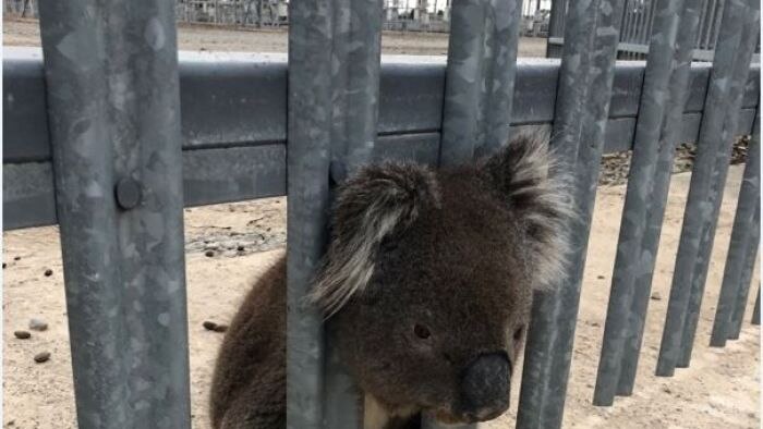 Koala kepalanya tersangkut di pagar