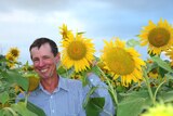 Simon Mattsson with his first major sunflower crop on his cane property in Marian