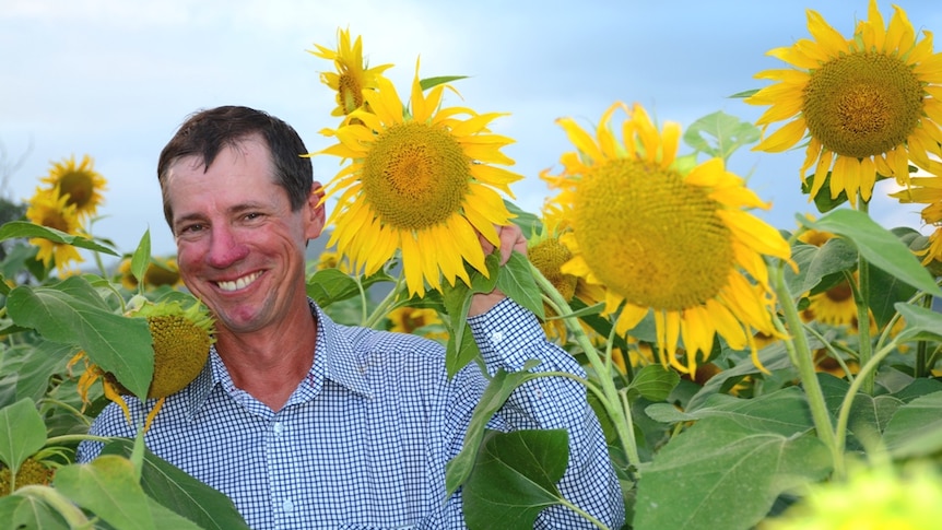 Simon Mattsson with his first major sunflower crop on his cane property in Marian