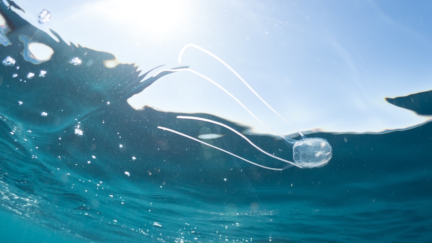 Irukandji jellyfish species Malo bella photographed on the Ningaloo Reef as part of a research project.