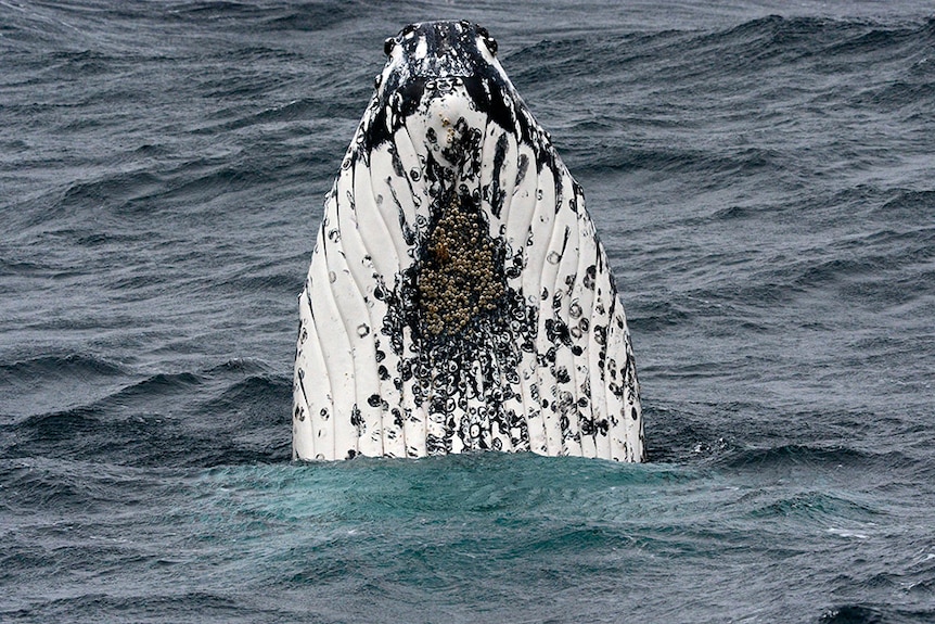 Humpback whale off Australian coast