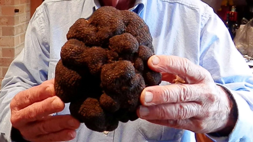 Australia’s largest Truffle grown in the NSW Southern Highlands June, 2014