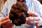Australia’s largest Truffle grown in the NSW Southern Highlands June, 2014