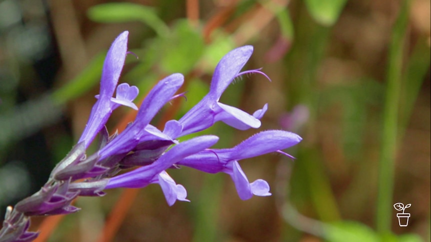 Close up photo of purple flower