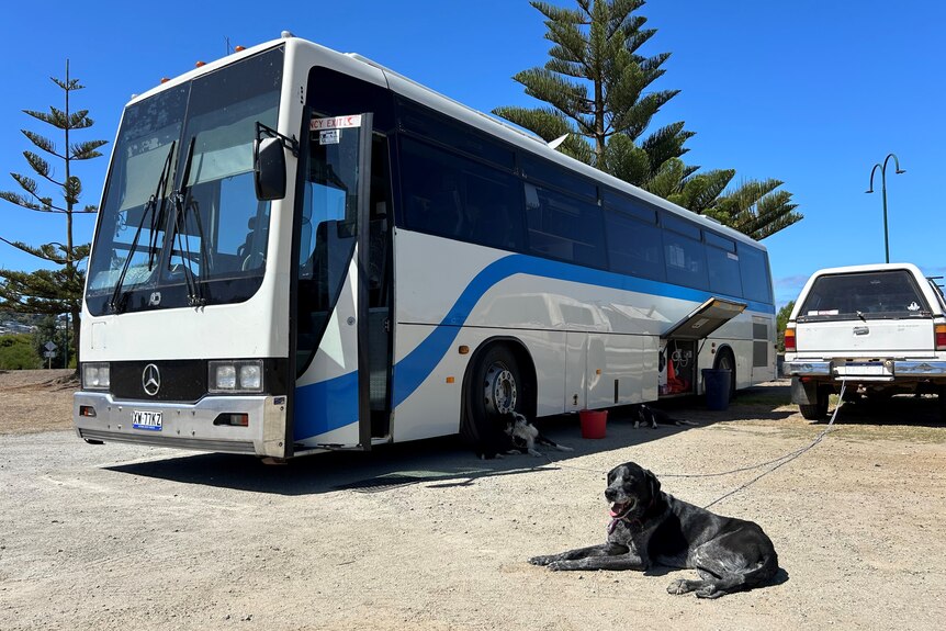 A dog sits in front of a big blue bus.