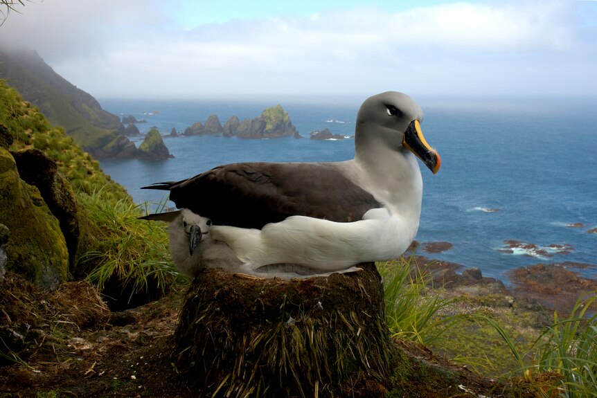 An albatross on a tree stump with blue water and rock formations in the background.