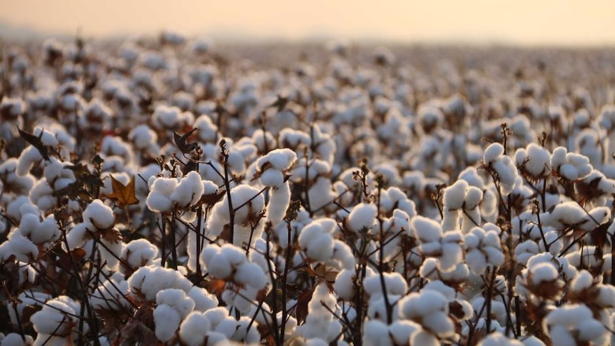 Close-up of cotton crop