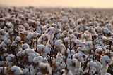 Close-up of cotton crop