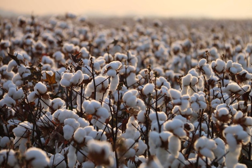 Cotton plantings have been smashed by drought
