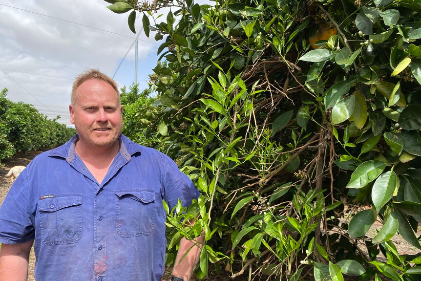 A white man, Mr. Arnold, stands next to a citrus tree wearing a blue shirt smiling