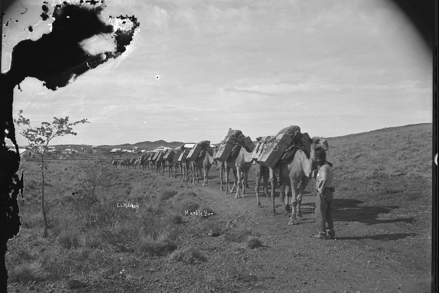 A black and white hostirical photo of a string of camels and cameleers 