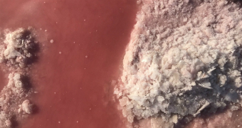 Salt from Pink Lake