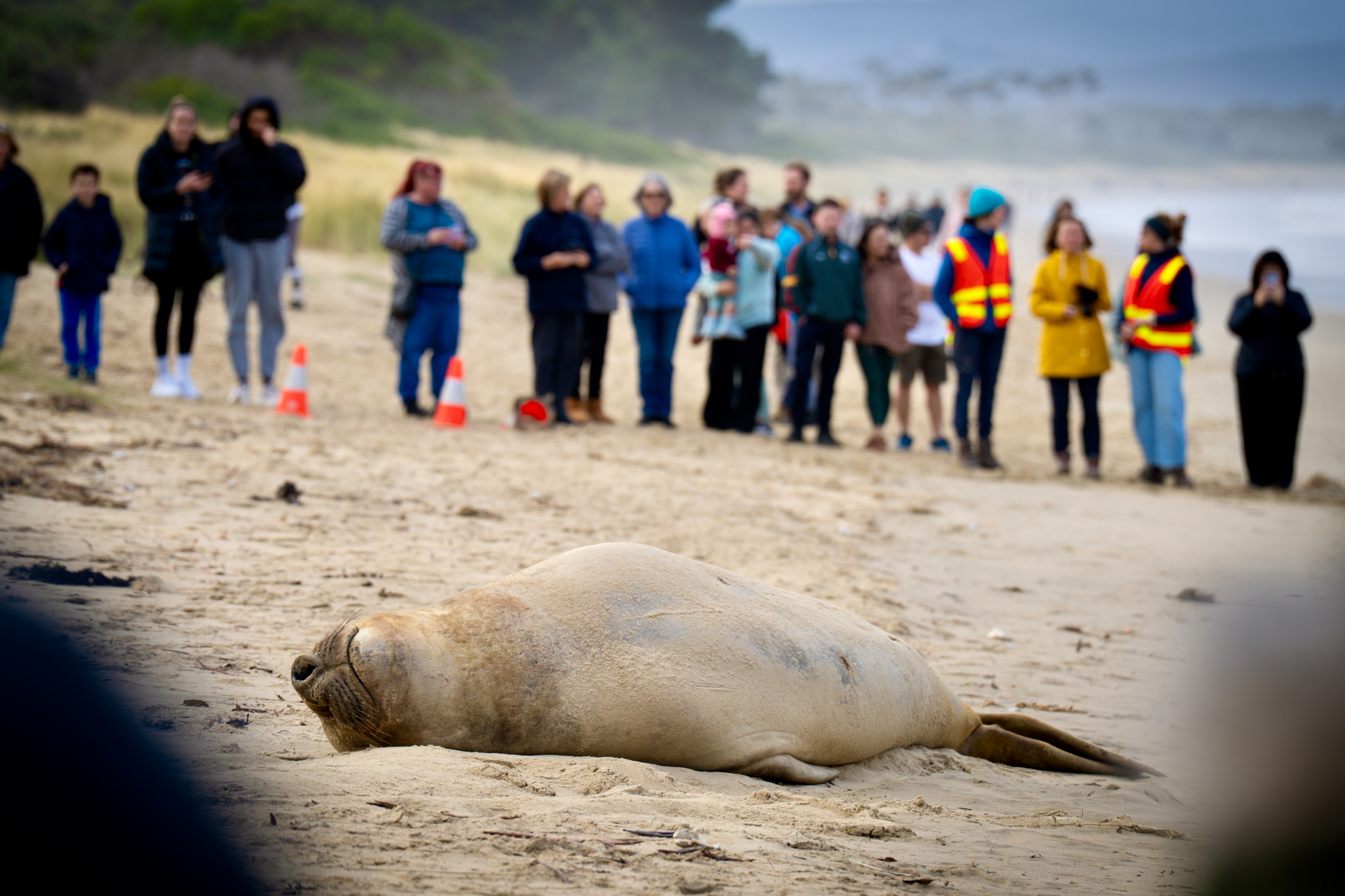 Safety fears spark calls for better protections for Neil the seal