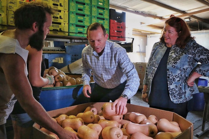 Tony Abbott packing pumpkins at a Kununurra farm, as backpackers and Melissa Price MP watch on.