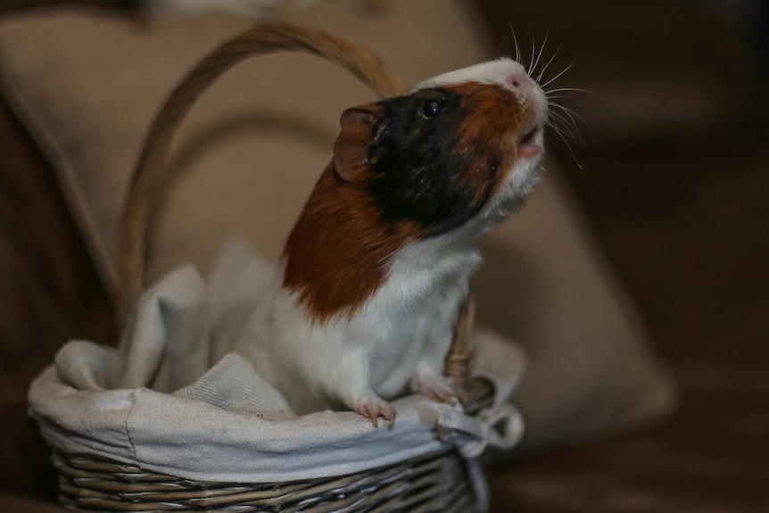 A guinea pig in a basket.