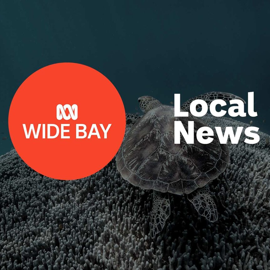 Turtle swimming underwater; ABC Wide Bay logo and Local News superimposed over the top.