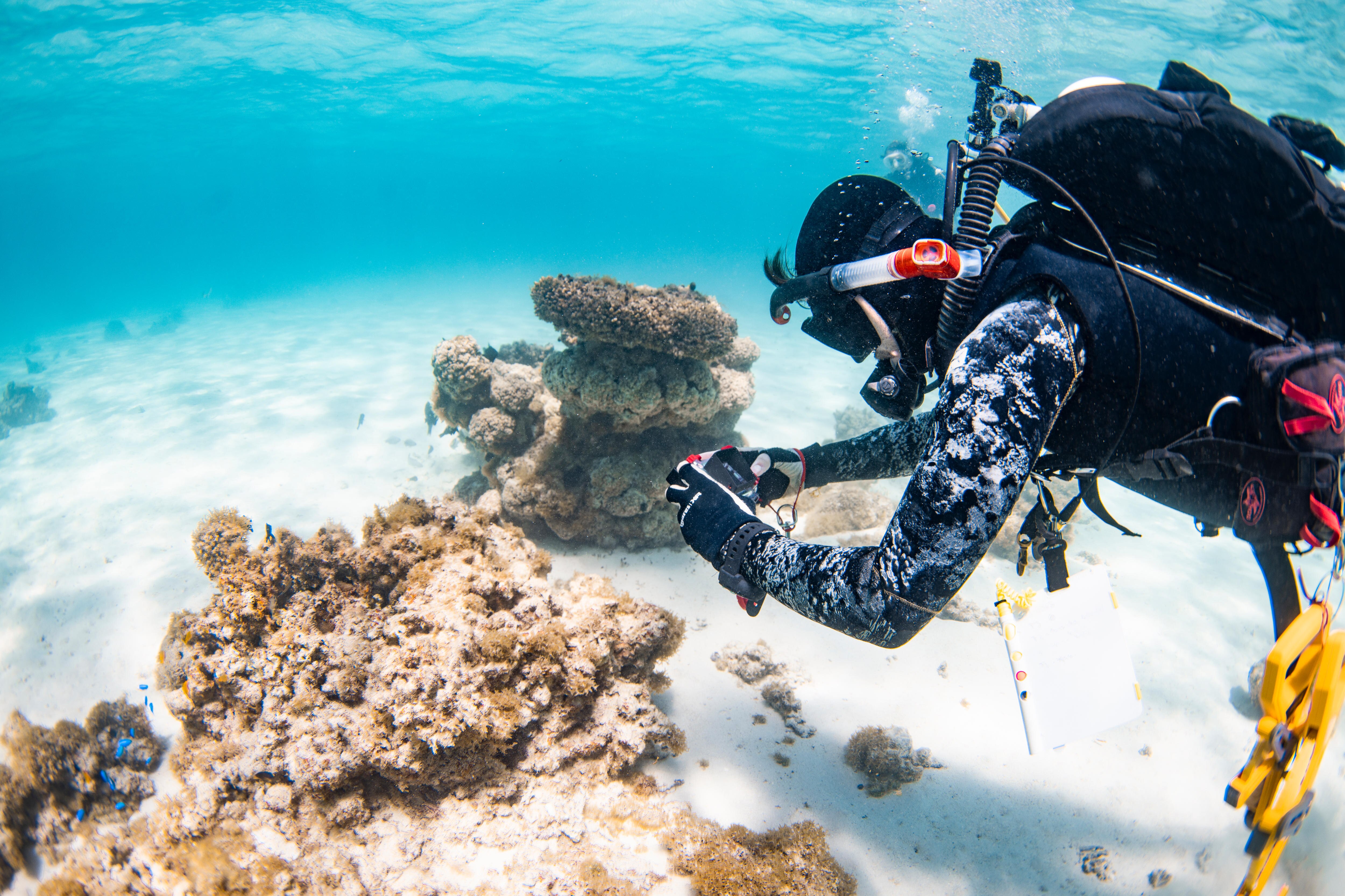A scuba diver in a white and black wetsuit takes a photo of coral on the ocean floor.