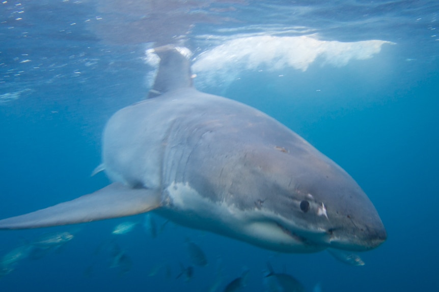 Buffy the great white shark swims past the surface cage.