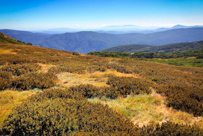 Grassy alpine plains in Victoria's north east and a horizon of bush covered mountains into the hazy horizon