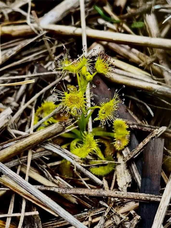 A carnivorous sundew plant in a pile of mulch.