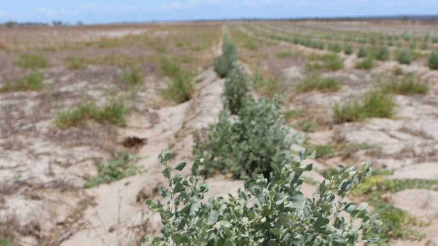 Anemeka saltbush trial going well