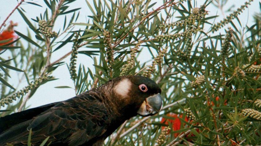 Carnaby's white tailed black cockatoo.