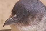 Granite Island penguin count confirms just 26 remain