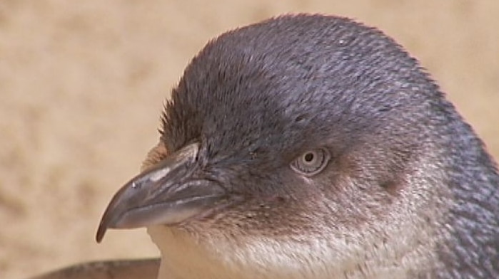 Granite Island penguin count confirms just 26 remain