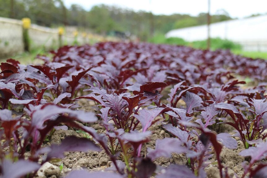 rows of serrated purple salad leaves growing in the soil