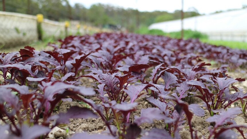 rows of serrated purple salad leaves growing in the soil