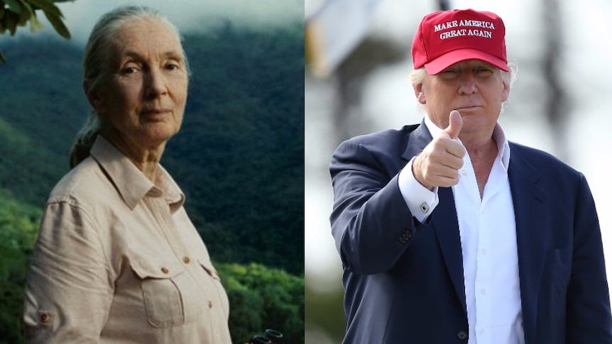 A composite of Dr Jane Goodall and Donald Trump.