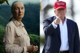 A composite of Dr Jane Goodall and Donald Trump.