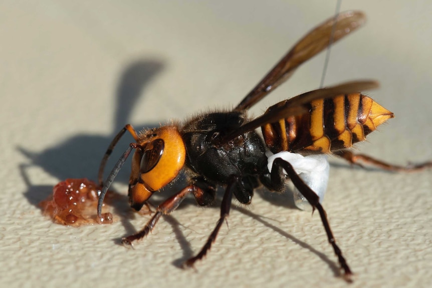 An Asian Giant Hornet wearing a tracking device