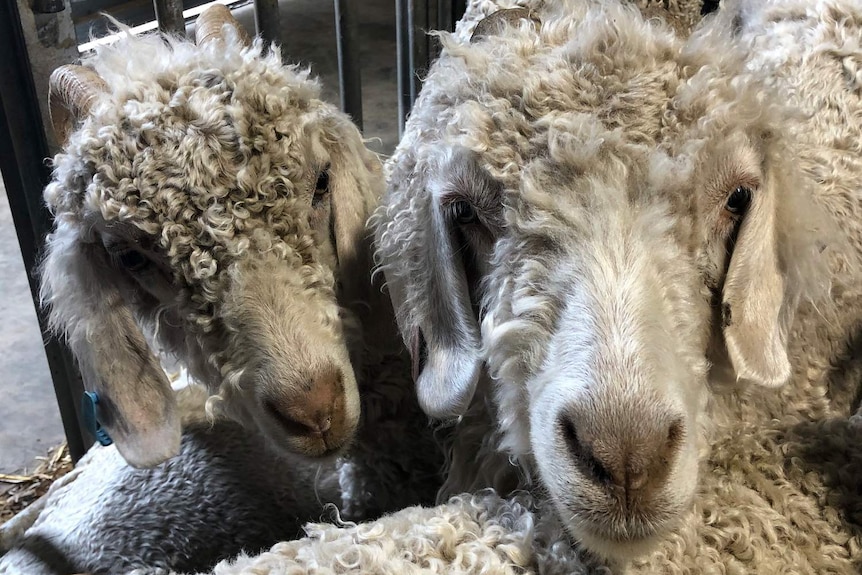 Two Angora goats.