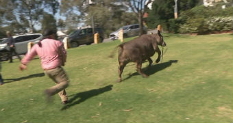 A brown steer runs away from a man in a pink shirt and trousers.