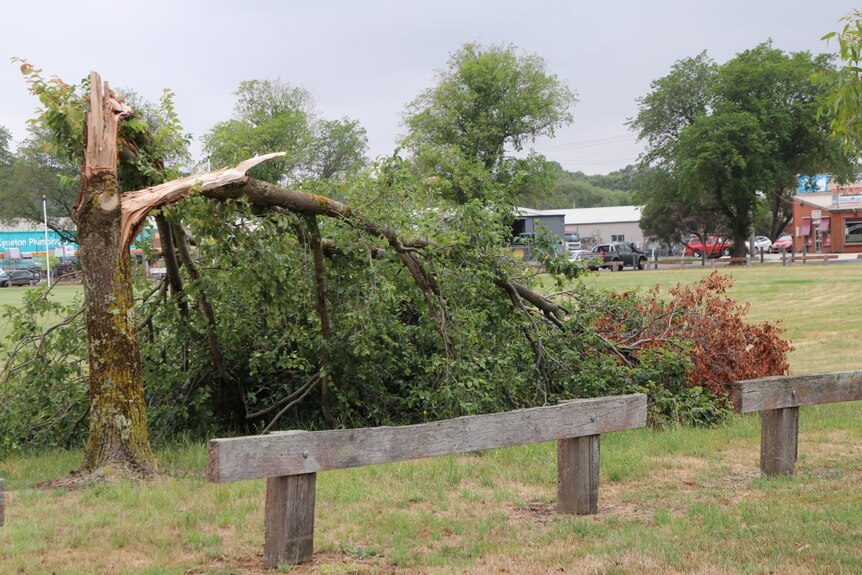 A tree split in half after a storm.