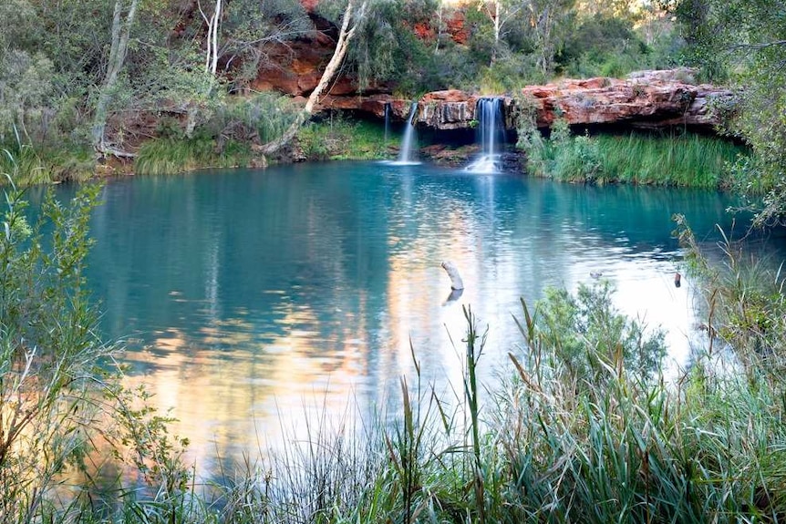 beautiful waterhole surrounded by plants