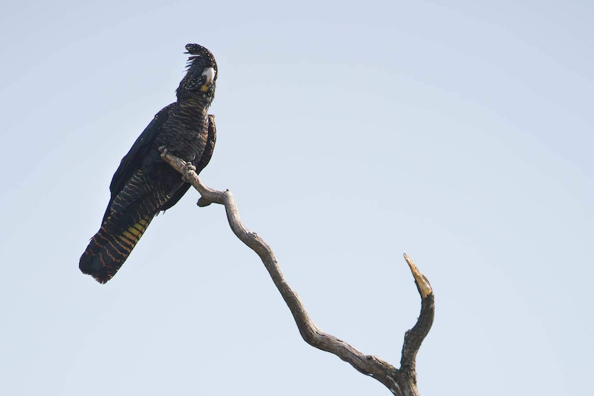 Cockie on a branch