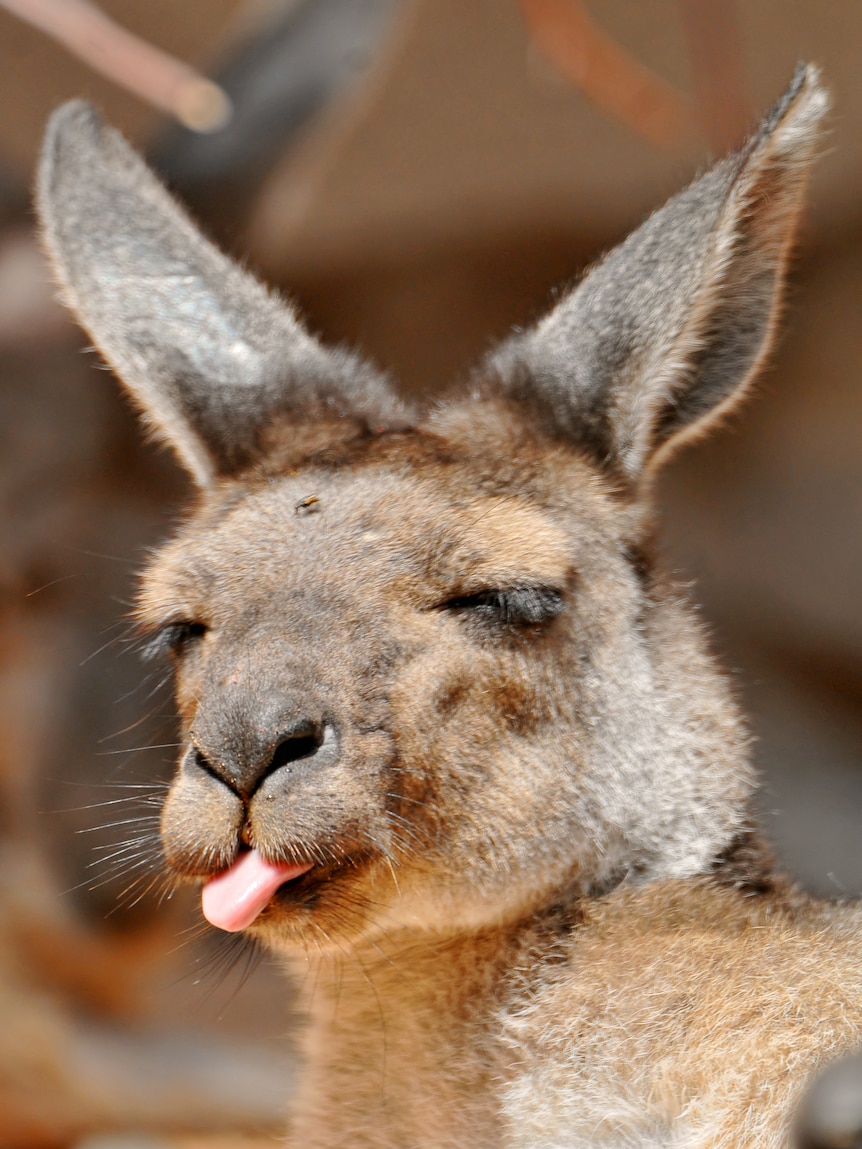 A kangaroo close-up with its eyes closed sticking out its tongue