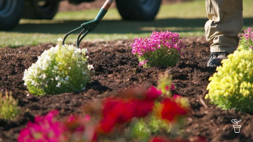 Person using hoe in garden bed filled with flowers