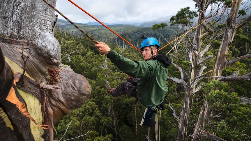 A man wearing a helmet using ropes to climb a very tall tree