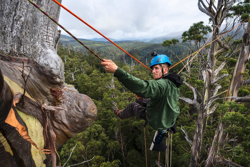 Man with blue helmet hanging from climbing ropes between two giant eucalypt trees in Tasmanian forest.