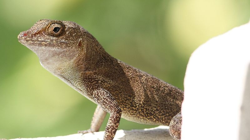 A close-up of a lizard sitting on a wall.