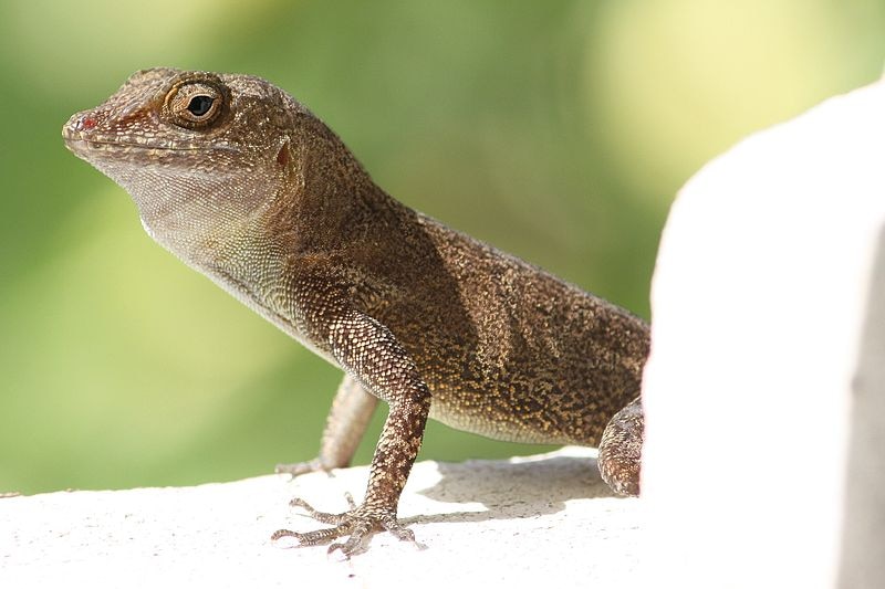 A close-up of a lizard sitting on a wall.